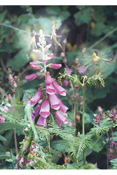 Eastgate Foxglow Fairy Greetings Card Cards And Wrapping Paper 3 Eastgate Foxglow Fairy Greetings Card Cards And Wrapping Paper