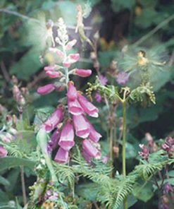 Eastgate Foxglow Fairy Greetings Card Cards And Wrapping Paper