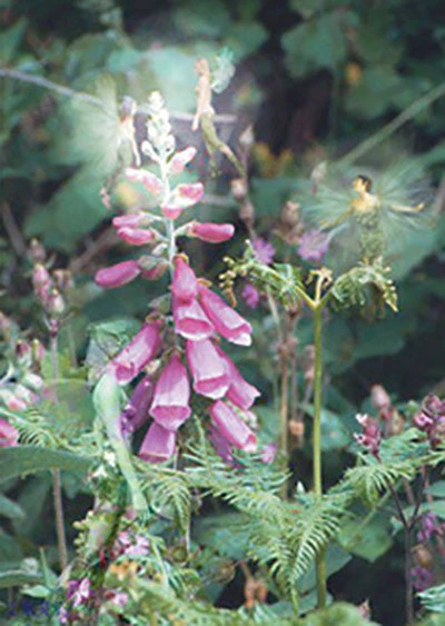 Eastgate Foxglow Fairy Greetings Card Cards And Wrapping Paper 4 Eastgate Foxglow Fairy Greetings Card Cards And Wrapping Paper